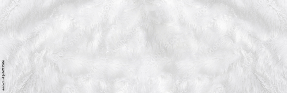 Obraz premium Wide animal white wool sheep background in top view light natural. Grey fluffy seamless cotton panoramic texture. Wrinkled lamb fur coat skin, rug mat raw material, fleece woolly textile concept