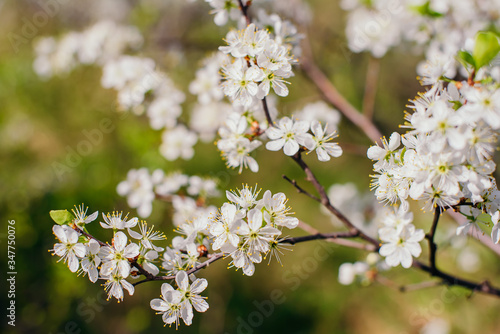 Fototapeta Naklejka Na Ścianę i Meble -  Cherry trees whith white blossoms blooming in the garden, white flowering, white flowers