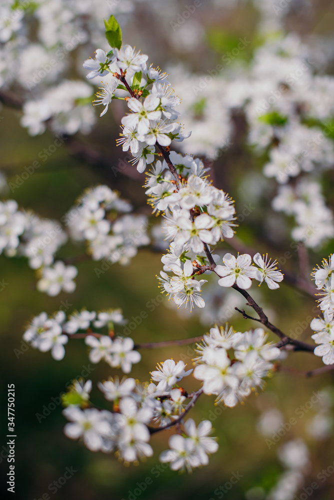 Cherry trees whith white blossoms blooming in the garden, white flowering, white flowers