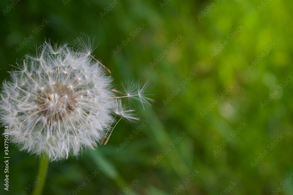 Fototapeta premium Freedom