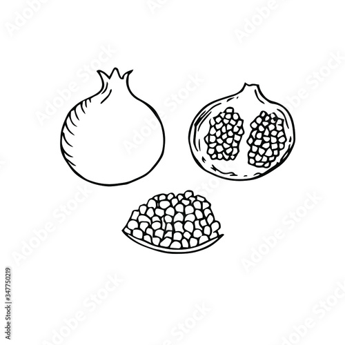 Set of pomegranate, vector illustration, fruit pieces, hand drawing