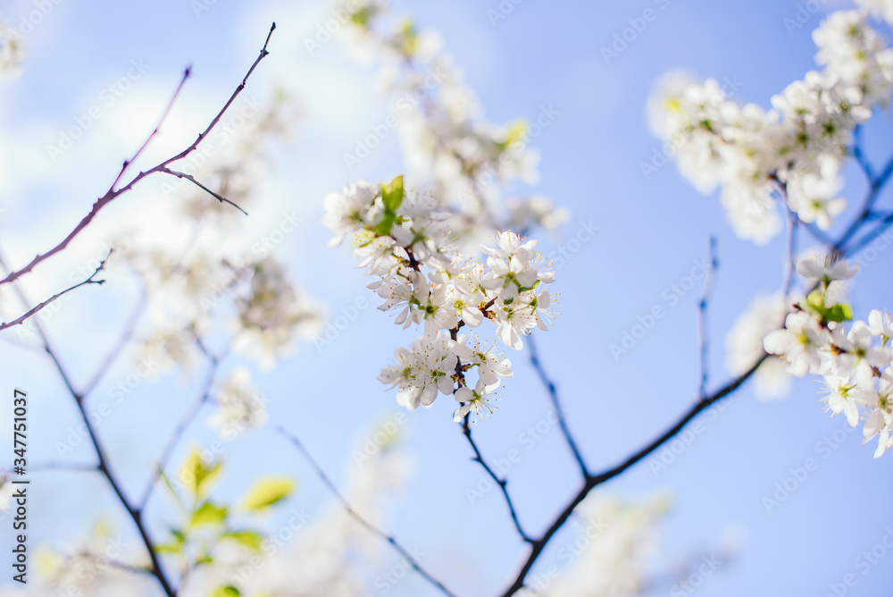 Cherry trees whith white blossoms blooming in the garden, white flowering, white flowers Cherry trees whith white blossoms blooming in the garden, white flowering, white flowers
