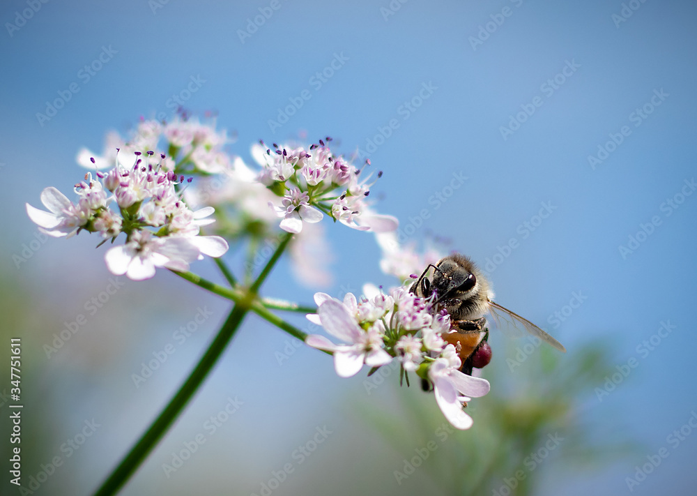 Bee eating pollen of flower in the field.Close up of a striped bee collects honey on a beautiful flower on a sunny day with blue sky. Bee in spring, bee is hunting flower. Bee eating pollen of flower in the field.Close up of a striped bee collects honey on a beautiful flower on a sunny day with blue sky. Bee in spring, bee is hunting flower.