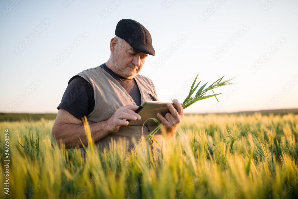 Senior farmer standing in wheat field holding tablet in his hand and examining crop. Senior farmer standing in wheat field holding tablet in his hand and examining crop.