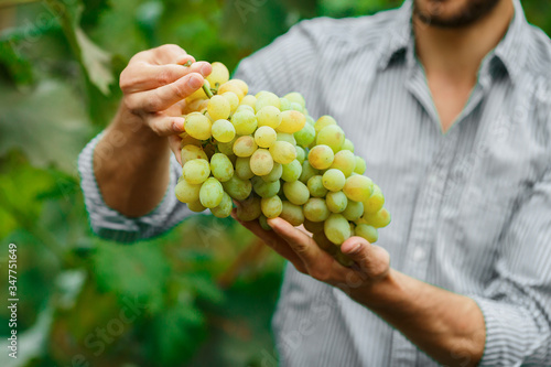 Farmers hands with freshly harvested grapes