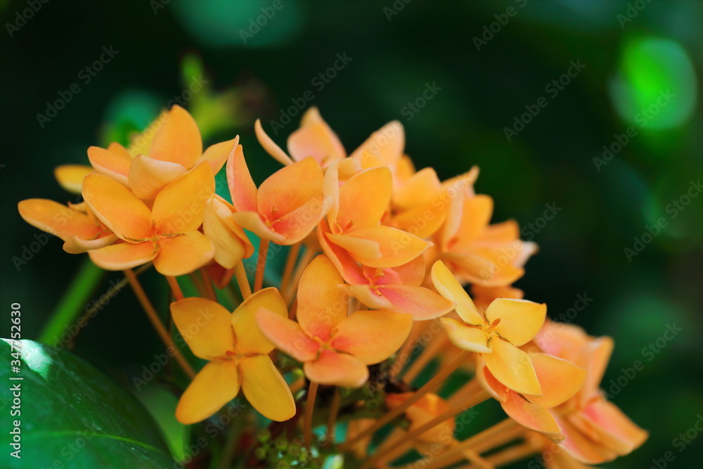 Obraz premium Orange Ixora flower on green Background