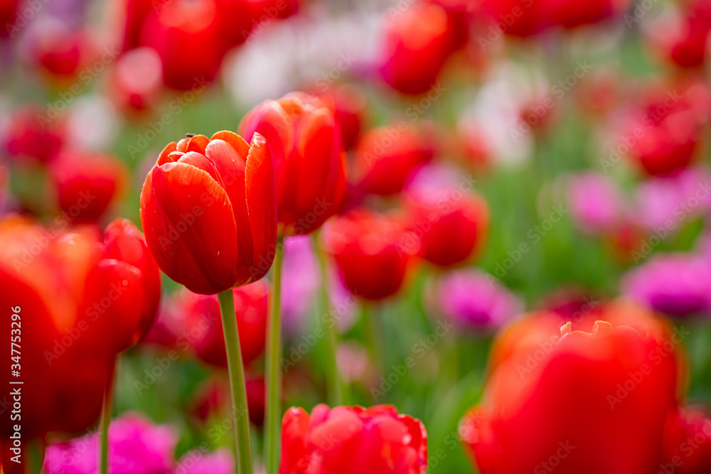 Fototapeta premium tulip on a tulip field