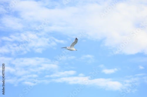 Sea gull in flight on a blue sky