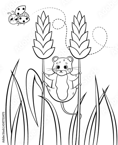 Coloring page outline of cute cartoon forest vole or mouse hanging on wheat. Vector image with nature background. Coloring book of forest wild animals for kids