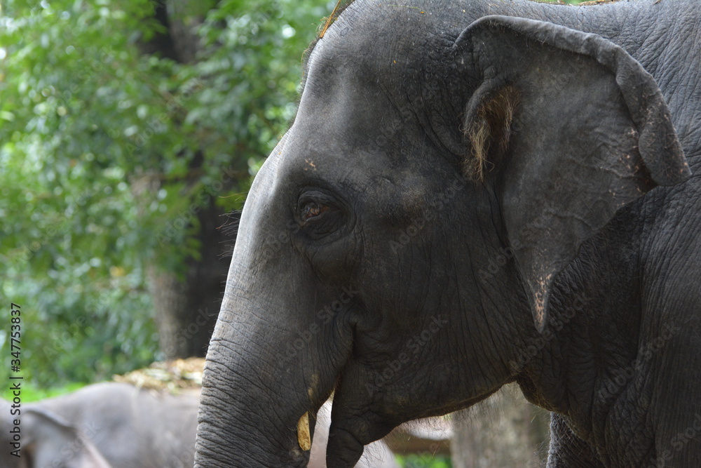 Naklejka premium This photo of Elephant has taken from Thattekkad, Kerala.