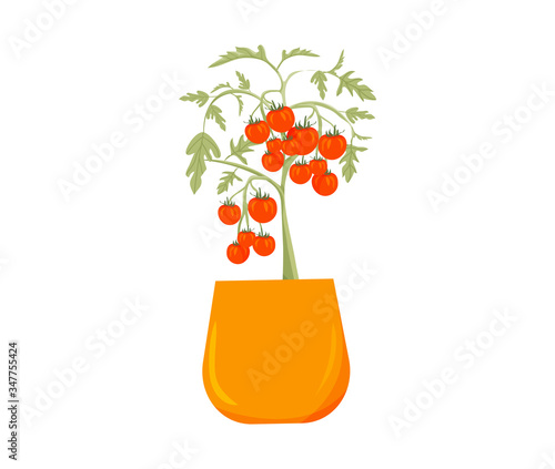Tomato plant in a pot. Home growing icon.