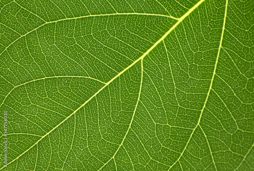 Beautiful leaf in the garden. Soft light in thegarden Beautiful leaf in the garden. Soft light in thegarden