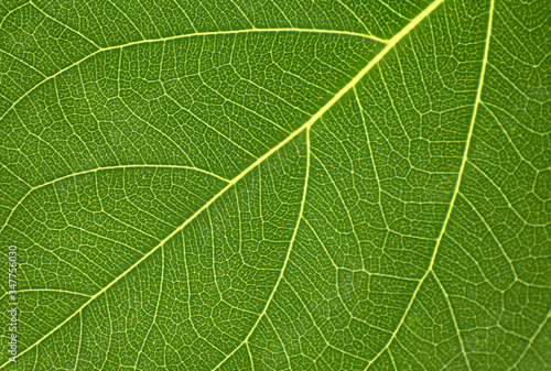 Beautiful leaf in the garden. Soft light in thegarden