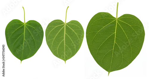 Isolated beautiful heart leaf in white background . back and front leaf . true light leaf.