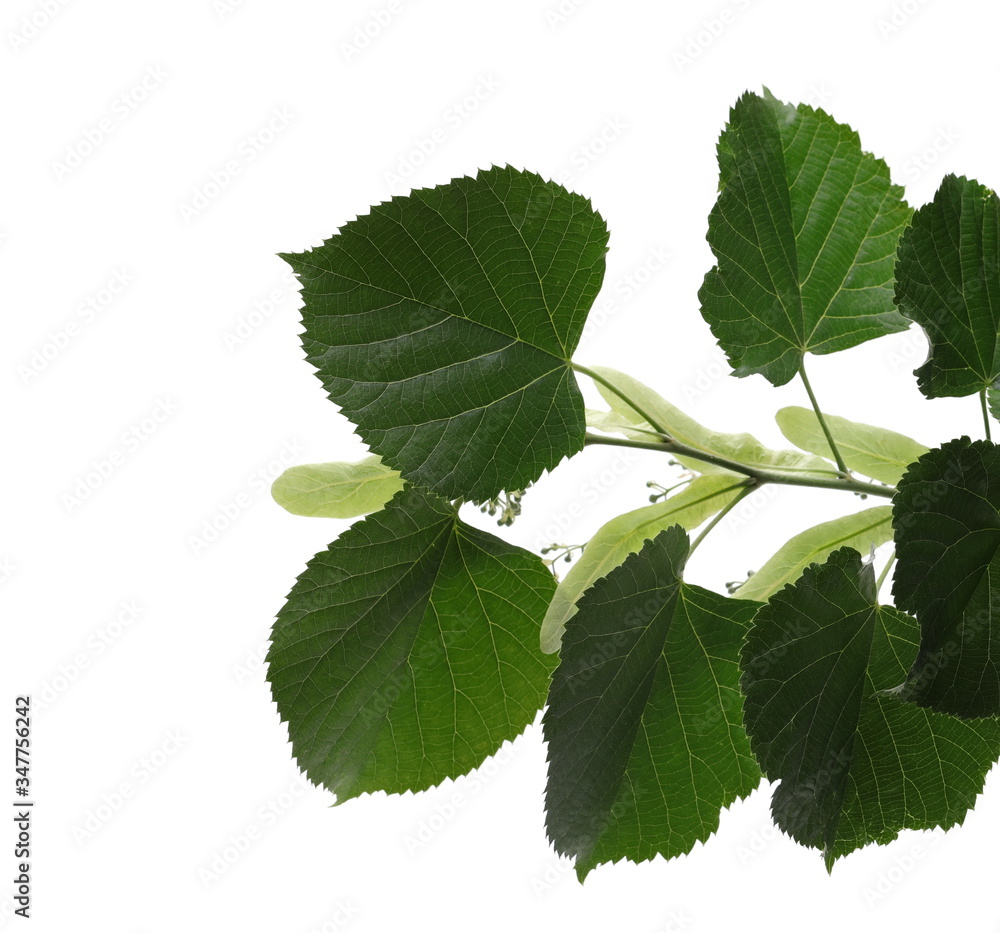 Linden tree leaves, green foliage on twig, branch with buds isolated on white background with clipping path Linden tree leaves, green foliage on twig, branch with buds isolated on white background with clipping path