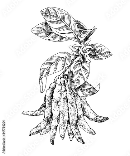 Hand drawn Buddha s fingers citron branch