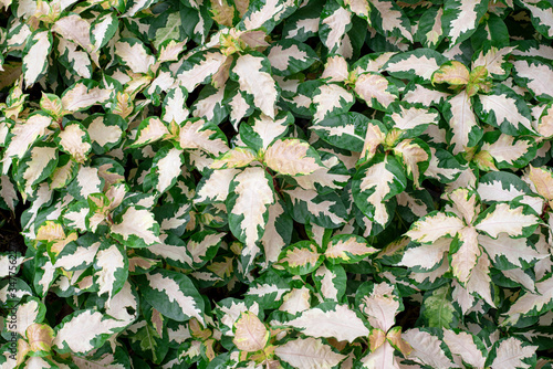 Beautiful leaf in the garden. Soft light in thegarden