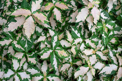 Beautiful leaf in the garden. Soft light in thegarden