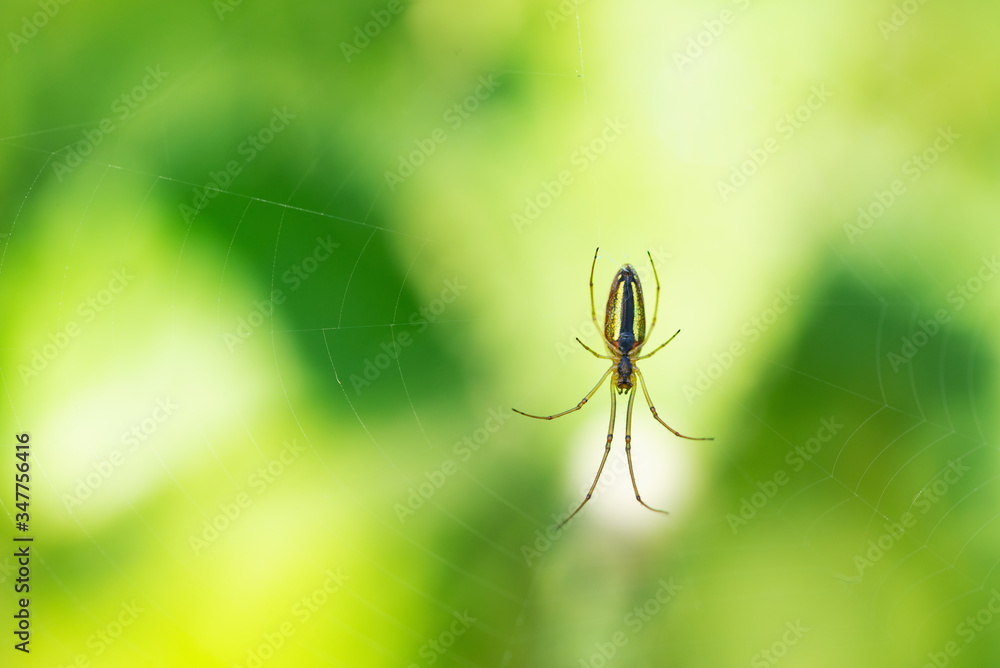 A poisonous spider hangs on its web waiting for a victim A poisonous spider hangs on its web waiting for a victim