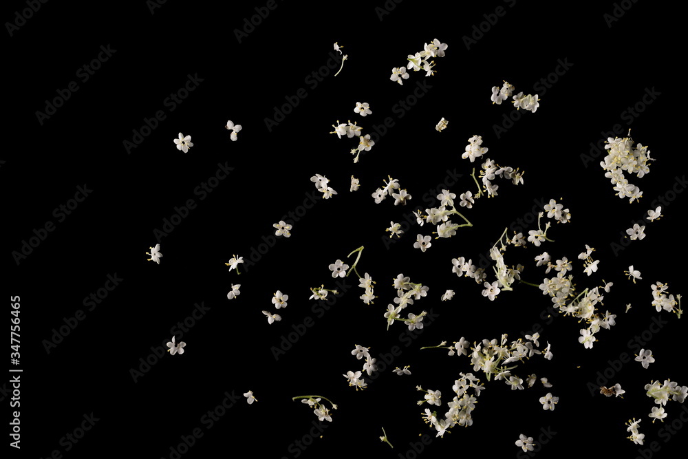 Elderberry flower petals isolated on black background, top view Elderberry flower petals isolated on black background, top view