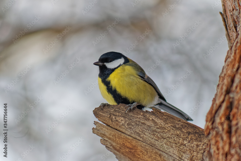 Fototapeta premium tit sits on a tree branch in the forest