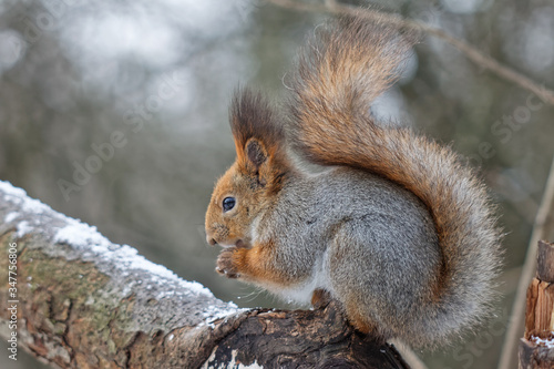 squirrel in the park in winter