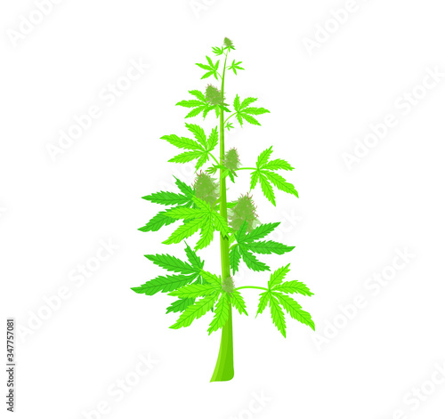 Medical or recreational cannabis weed marijuana hemp plant isolated. Marijuana cannabis sativa icon.