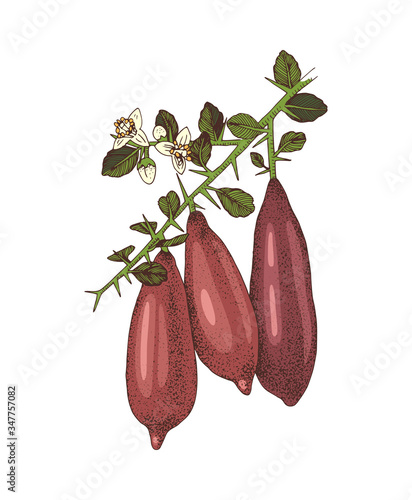 Hand drawn blooming branch of finger limes with ripe fruits