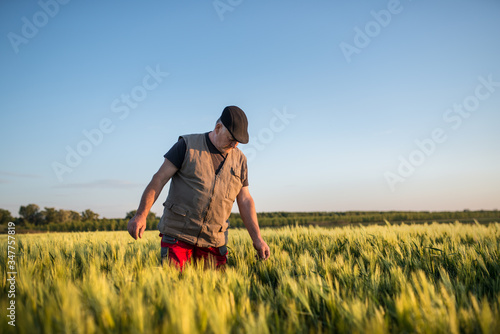 Farmer in a wheat field checking crop. Agricultural concept © bugarskipavle3