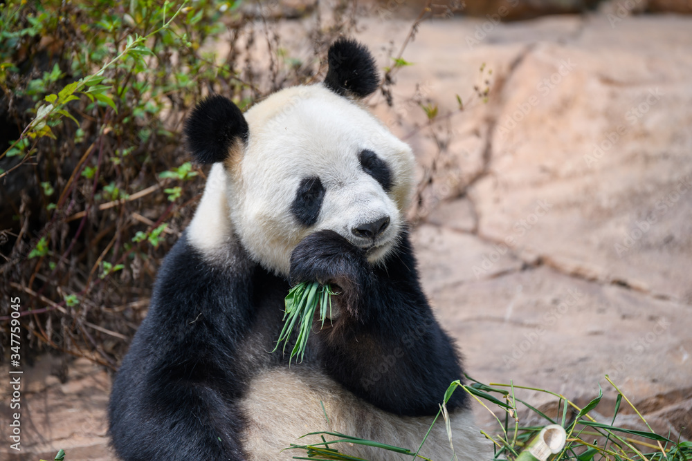 Obraz premium Cute panda eating bamboo leaves