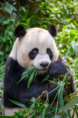 Fototapeta na wymiar Cute panda eating bamboo leaves