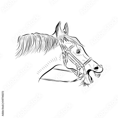 The horse head. Sketch art. Very surprised emotion.