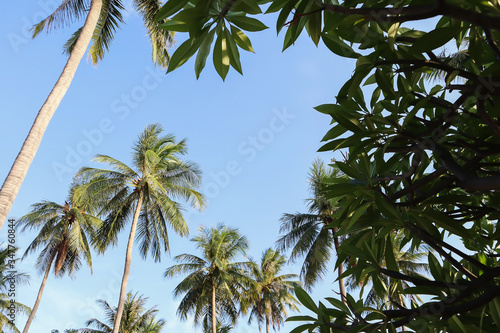 Image of tropical palm trees and plants with beautiful blue sky in tropical summer morning.
