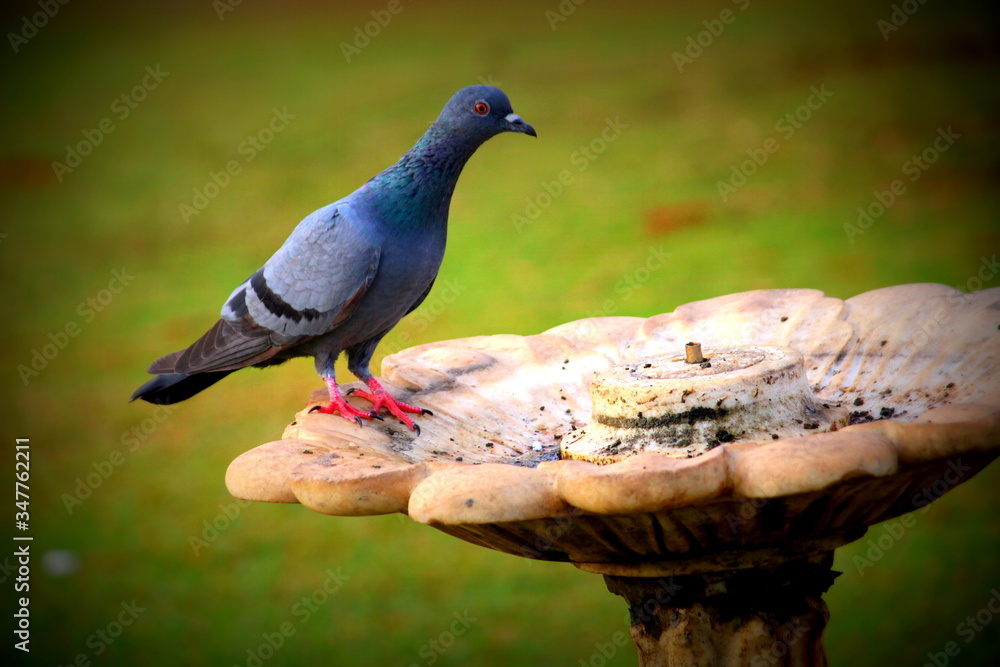 Obraz premium Pigeon on the grass