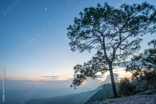 Silhouette view of pine tree on Phu Kradueng National Park in Loei province of Thailand at evening. This park is one of the most popular national parks in Thailand by local tourists.