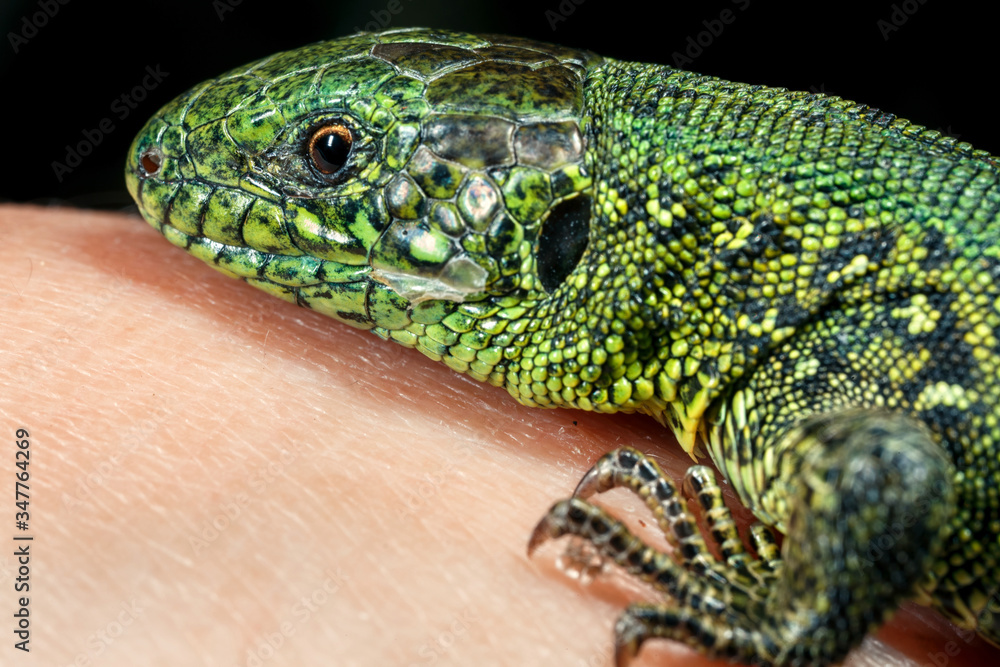 Wild green lizard. Wild green lizard.