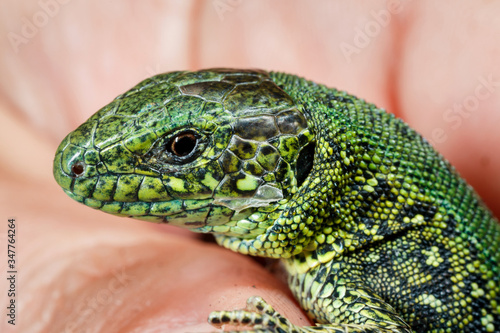 Wild green lizard.