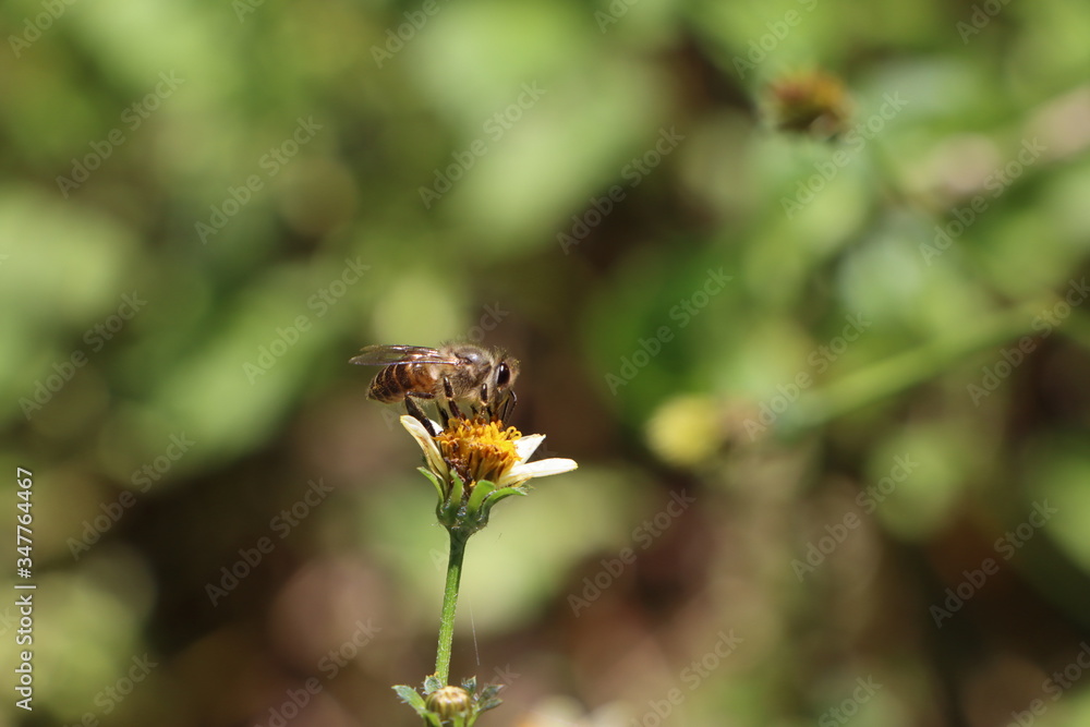 Indian honey bee, Apis cerana on Tick weed flower Indian honey bee, Apis cerana on Tick weed flower