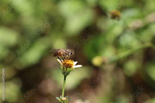 Indian honey bee, Apis cerana on Tick weed flower  © Pravruti