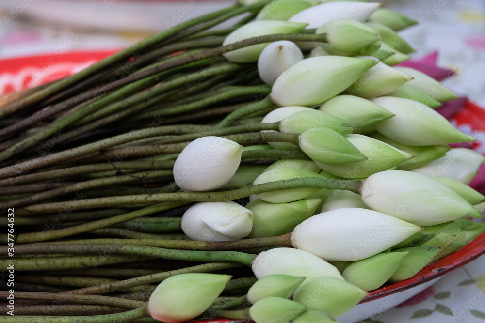 White lotus flowers stacked in trays for Buddhists on religious dates. White lotus flowers stacked in trays for Buddhists on religious dates.