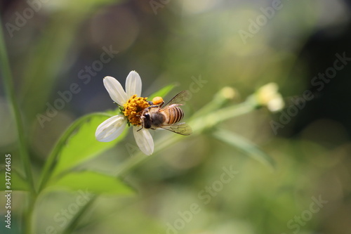 Indian honey bee, Apis cerana on Tick weed flower  © Pravruti