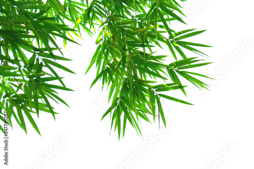 bamboo leaves isolated on white