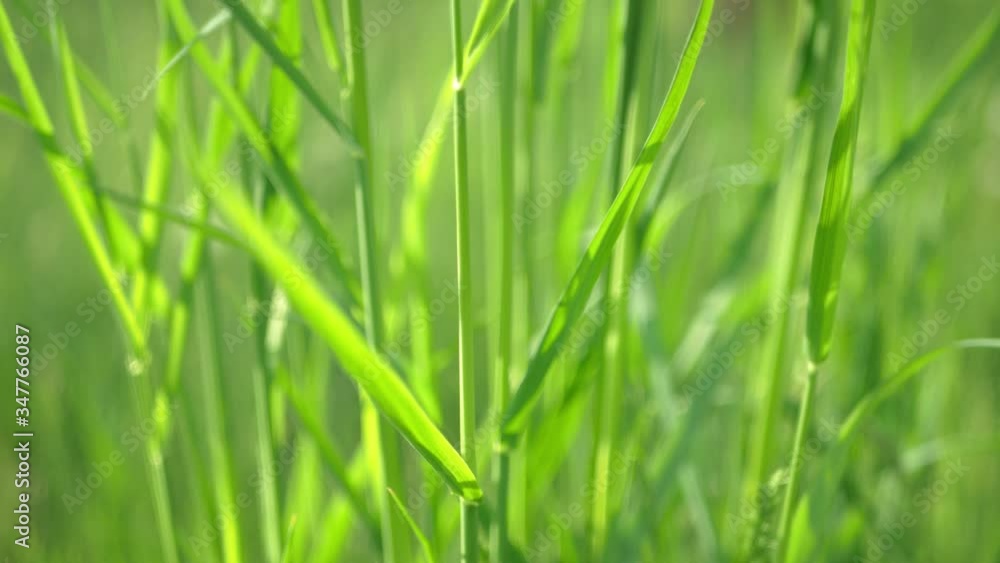 Wheat grass creeping, Elymus repens stems, leaves swaying from the wind in the rays of the summer, spring sun. Macro, clouse up. Wheat grass creeping, Elymus repens stems, leaves swaying from the wind in the rays of the summer, spring sun. Macro, clouse up.