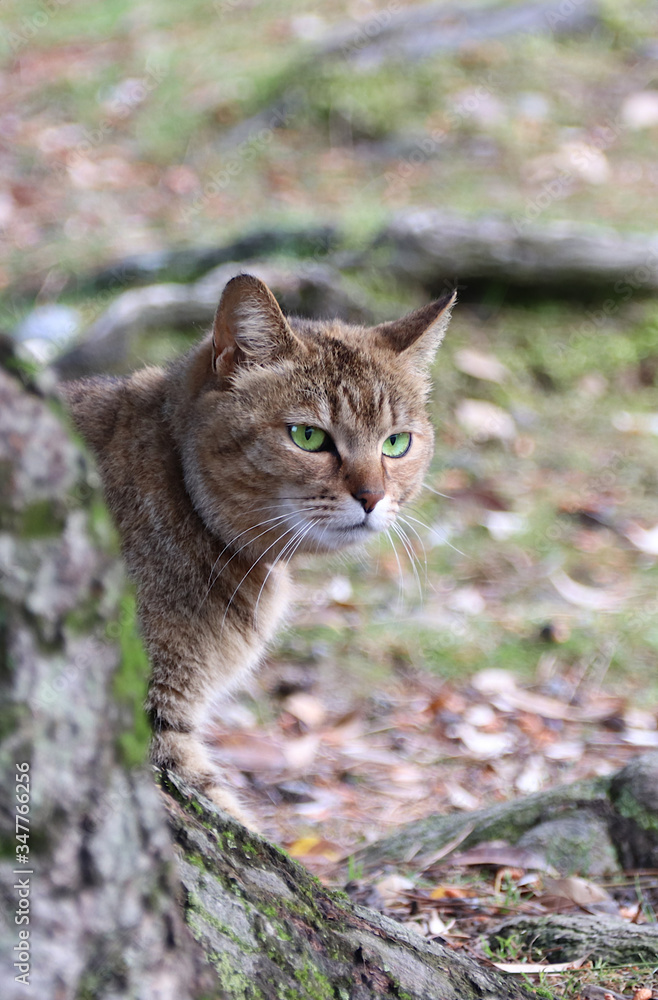 Outdoor green eyed cat portrait