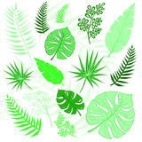 Vector tropical leaves hand drawn isolated on a white background. Botanical set with green leaves, herbs, eucalyptus, and monstera leaves. Vector illustrations for wedding invitations and sales banner