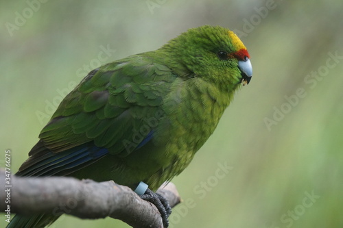 Green exotic bird