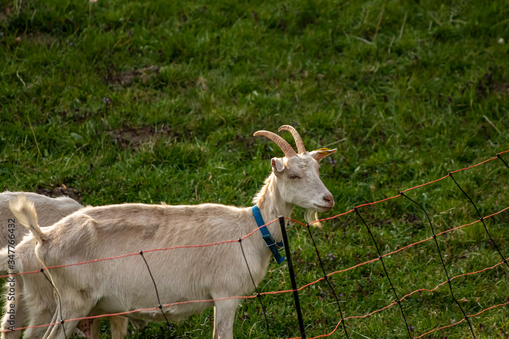 Obraz premium White goats on a meadow