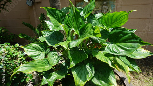 Ornamental trees along the fence in the garden.