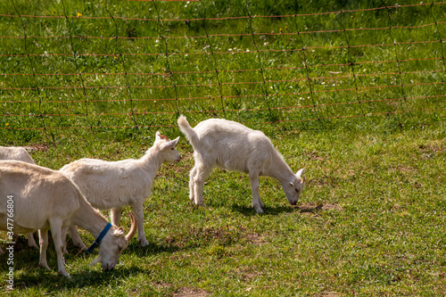 Goats grazing on green field