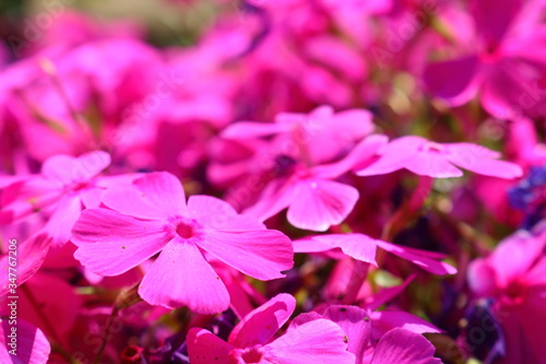 Phlox subulata